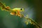 The gliding tree frog Agalychnis spurrelli in Costa Rica.