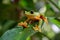 The gliding tree frog Agalychnis spurrelli in Costa Rica.