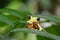 Gliding tree frog Agalychnis spurrelli is a species of frog in family Hylidae