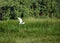 Gliding White Great Egret Flying Over a Marsh
