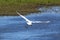 Gliding White Heron