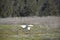 Gliding White Heron Bird Over a Field