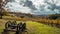 Glimmers of Autumn: Exploring a Vineyard Amidst Shimmering Muskets