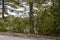 Glimpse of Abol Pond in Baxter State Park