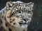 A Glimpse into the Elusive Snow Leopard\\\'s Realm