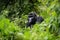 glimpse of gorilla in the wild, surrounded by lush greenery and picturesque view