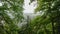 A glimpse of the mountain valley with tree branches everywhere