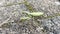 A Glimpse of Nature\'s Elegance: The Green Praying Mantis Graces a Rugged Terrain