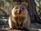 Glimpse of the Quokka, the Happiest Animal in the World