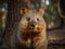 Glimpse of the Quokka, the Happiest Animal in the World