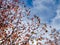 Glimpse of red-leaf maple tree