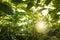 Glimpse of sunlight shining through the potato plants in a green field in a farmland