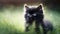 Glimpses of Mystery: The Enchanting Cute Black Kitten with Mesmerizing Eyes on a Summer Day. Generative AI