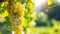 Glimpsing the Pristine Beauty: White Grapes Amidst a Majestic Vineyard in Stunning