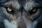 Glimpsing the Soul: Unveiling the Enigmatic Allure of the Eyes of the Wolf