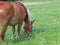 Glinnik, Poland - july 3 2018:A red working adult pulling horse grazes on a luscious green grass. Animal husbandry and farming. Ec