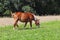 Glinnik, Poland - july 3 2018:A red working adult pulling horse grazes on a luscious green grass. Animal husbandry and farming. Ec