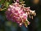 Gliricidia sepium pink color flowers