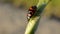 Glischrochilus quadripunctata beetle on small green leaf