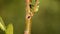 Glischrochilus quadripunctata beetle on small green leaf