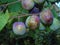 Glistening acorns and leaves in Hertfordshire Parkland