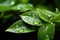 Glistening beauty Water droplets adorn green leaves, sparkling in sunlight