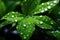 Glistening beauty Water droplets adorn green leaves, sparkling in sunlight