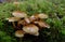 Glistening cluster of tiny mushrooms growing from moss covered log.