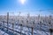 Glistening Elegance: Sunlit Vineyard Adorned in Icy Splendor