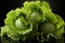 Glistening Freshness: Wet Lettuce. Generative AI