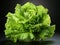 Glistening Freshness: Wet Lettuce. Generative AI