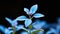 Glistening Green: Close-Up of Fresh Basil Leaves with Water Drops on Black Canvas