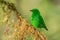 Glistening-green Tanager - Chlorochrysa phoenicotis