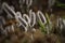 Glistening hairy flowers and herbs