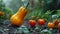 Glistening Harvest: Dew-Kissed Yellow Squash and Ripe Tomatoes