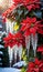 Glistening Icicles Hanging Beside Vibrant Poinsettias, Illuminated By The Morning Sunligh. Generative AI