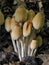 Glistening Ink Cap