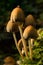 Glistening inkcap mushrooms