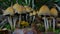 Glistening Inkcap mushrooms fruiting on dead wood.