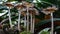 Glistening Inkcap mushrooms fruiting on dead wood.