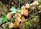 Glistening Inkcap mushrooms fruiting on dead wood.