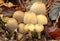 Glistening Inkcap mushrooms fruiting on dead wood.