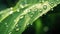 Glistening macro dew or raindrops adorn a vibrant green leaf, Ai Generated