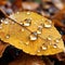 Glistening macro dew or raindrops enhance the allure of a yellow autumn leaf, Ai Generated