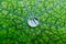 Glistening rain water droplet on a diseased nasturtium leaf