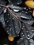 Glistening Raindrops Adorn a Black Leaf