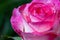 Glistening Serenity: Macro Portrait of a Dew-Kissed White-Pink Rose