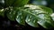 Glistening Serenity: Water Droplets on a Tropical Leaf