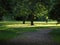 Glistening trees in Hertfordshire Parkland