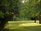 Glistening trees in Hertfordshire Parkland